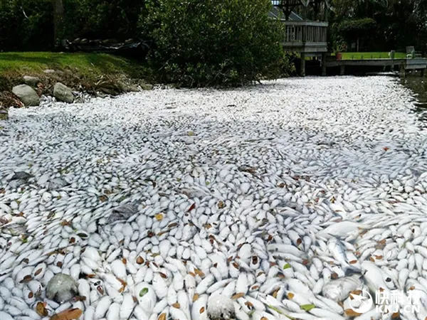 美国佛州海岸死鱼堆积 触目惊心