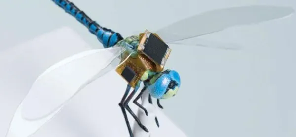 利用基因改造，科学家把蜻蜓变成了无人机