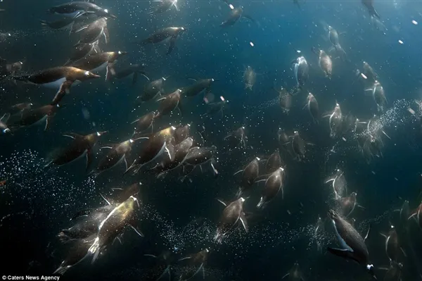 震撼！摄影师南极深海拍摄 企鹅下潜觅食