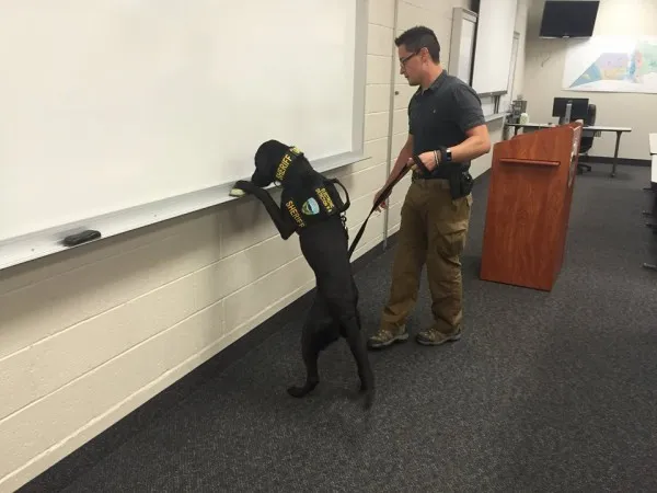 [图]能闻出色情片 - 这就是神一样的超级警犬