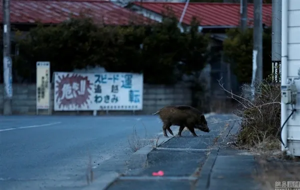 日本解封福岛核辐射重度污染区：野猪变异 画面吓人