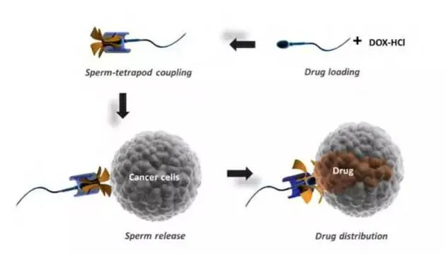 改造的精子可携带药物 用于治疗妇科癌症