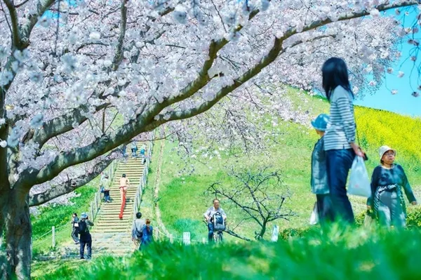 蜜汁美感 日本大汉樱花树下拍写真