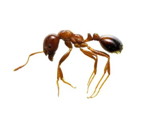 日本国内首次发现剧毒外来红火蚁 叮咬可致人死(图)