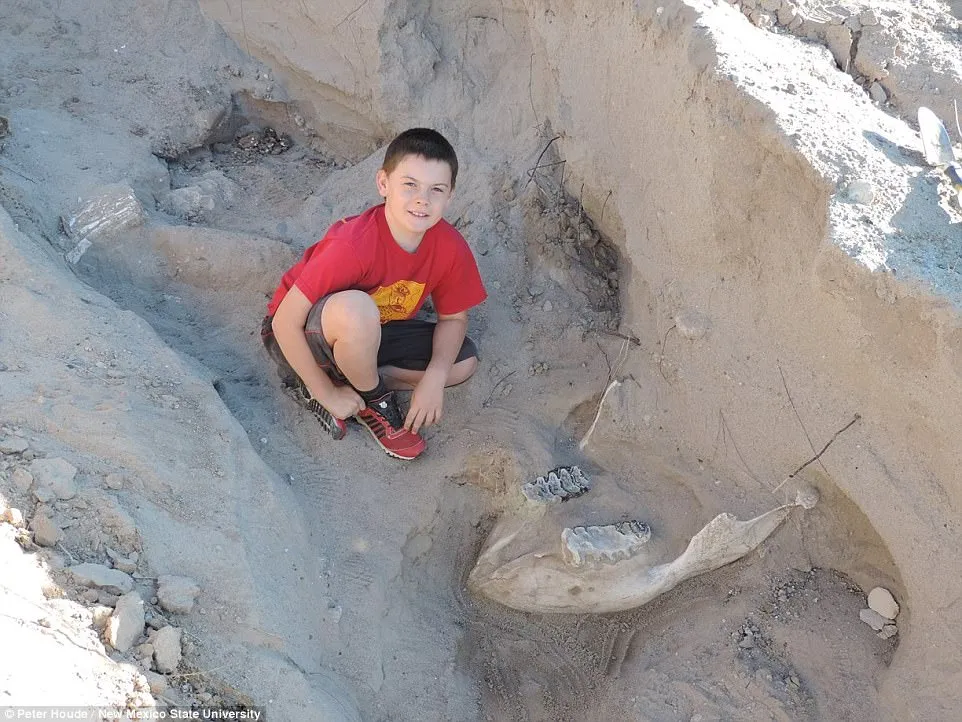 美10岁男孩一跤“摔出”120万年前剑乳齿象化石