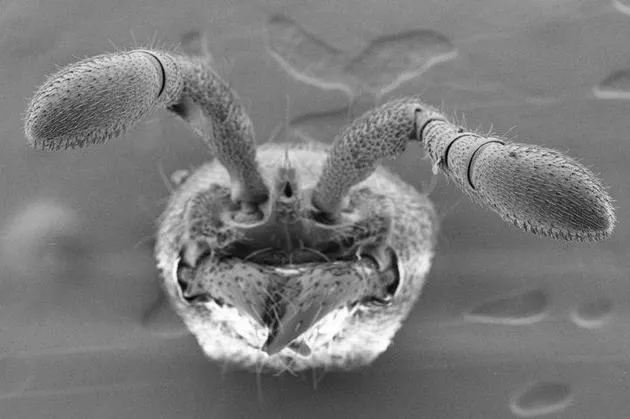 基因变异实验揭晓蚂蚁如何形成高效群体行为能力