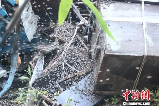 货车侧翻放飞200万只蜜蜂 叮死三只狗