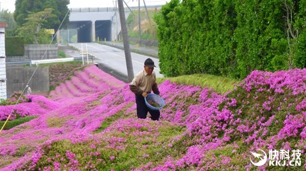 日本84岁老人花2年种花海 粉红色芝樱美翻