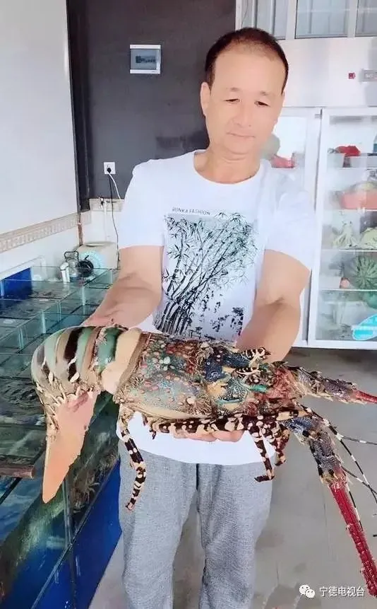 渔民捕到中华锦绣龙虾价值100万：没养好 死了