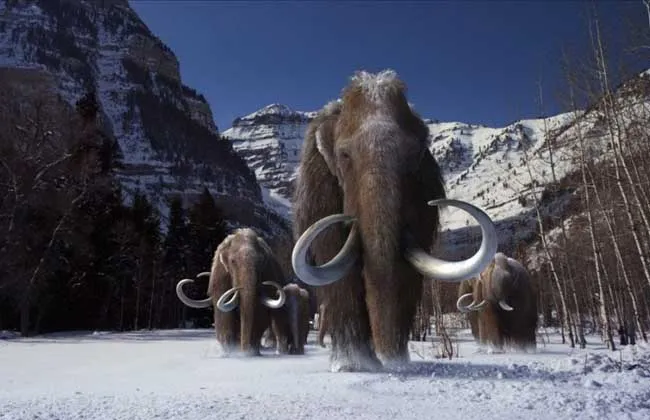 已经灭绝4000年的猛犸象，是否应该被复活？