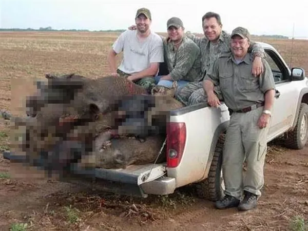 德州野猪泛滥遭美国居民围猎：无一活口