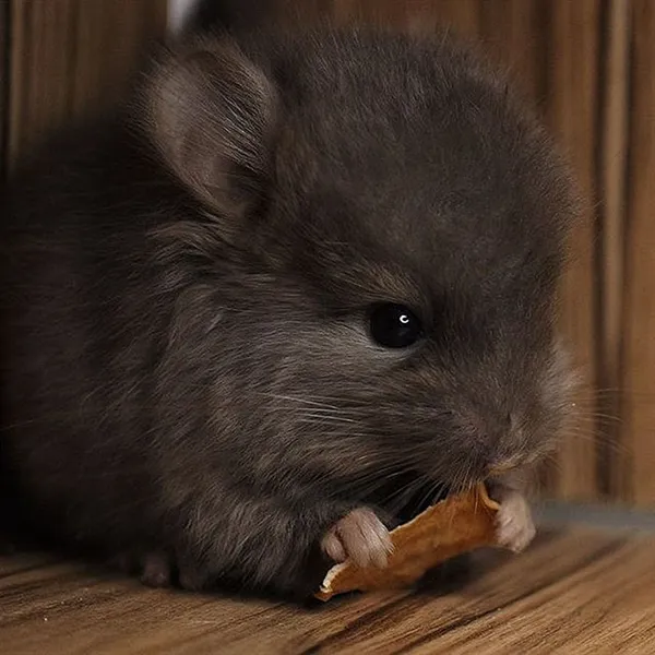 有图为证 龙猫绝对是最可爱的生物之一