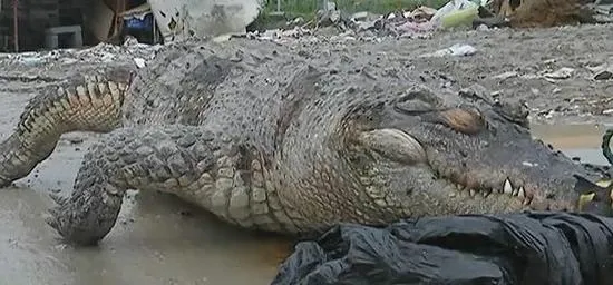 200斤重食人鳄惨死马路 本是运往广东