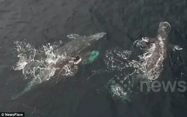 罕见！美男子用无人机拍到3只鲸鱼交配画面