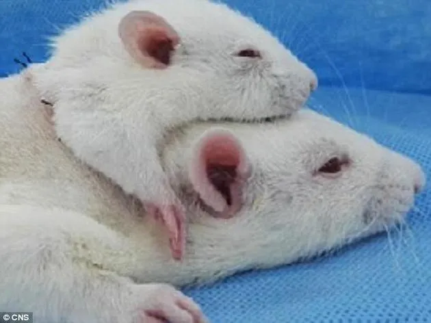 测试换头术老鼠头部移植：“双头鼠”平均存活36小时