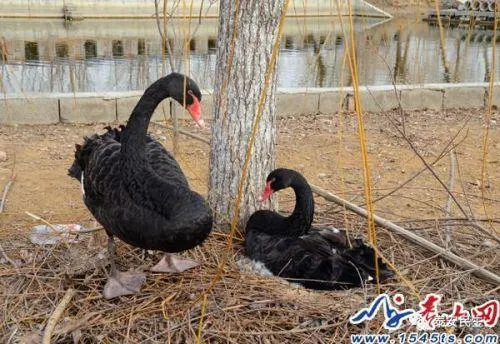 游客偷走5枚蛋 黑天鹅夫妇绝食垂危