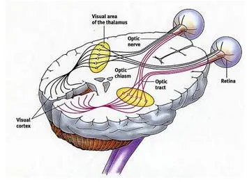 科学家首次成功修复小鼠受损视神经：或帮助盲人重见光明