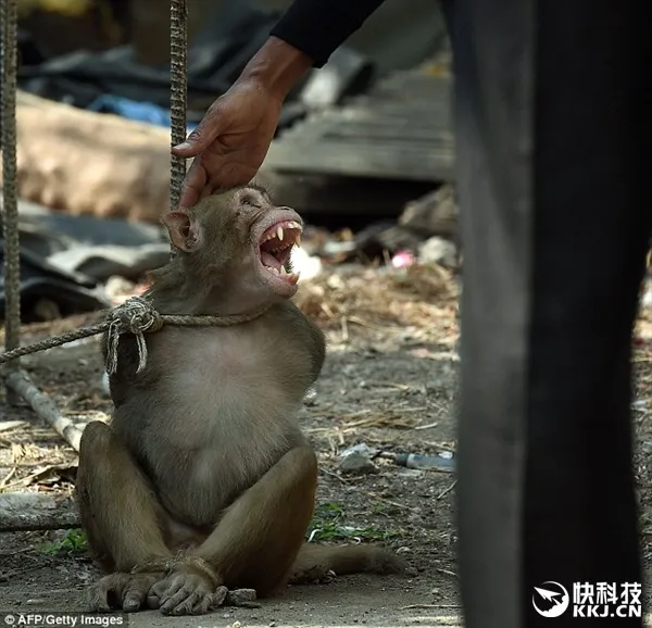 印度活捉小猴子示众：五花大绑戏谑