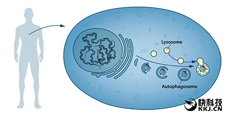 获得诺贝尔奖的细胞自噬是什么？如此重要