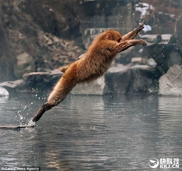 日本雪猴顽劣：夺游客iPhone 泡水戏耍