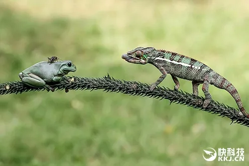 长舌蜥蜴捕食青蛙背上蟋蟀：青蛙目瞪口呆