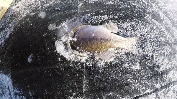 鱼出水面瞬间湖水结冰：这画面太罕见