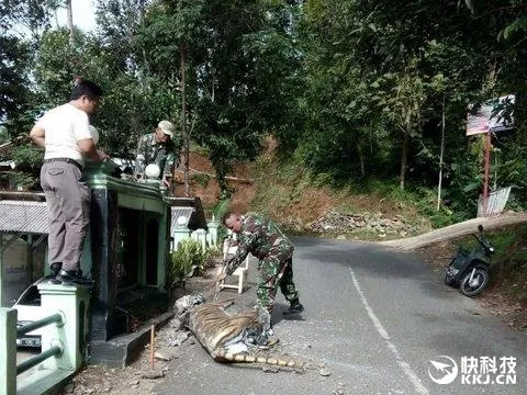 老虎雕塑太像表情包 印尼军方将其捣毁