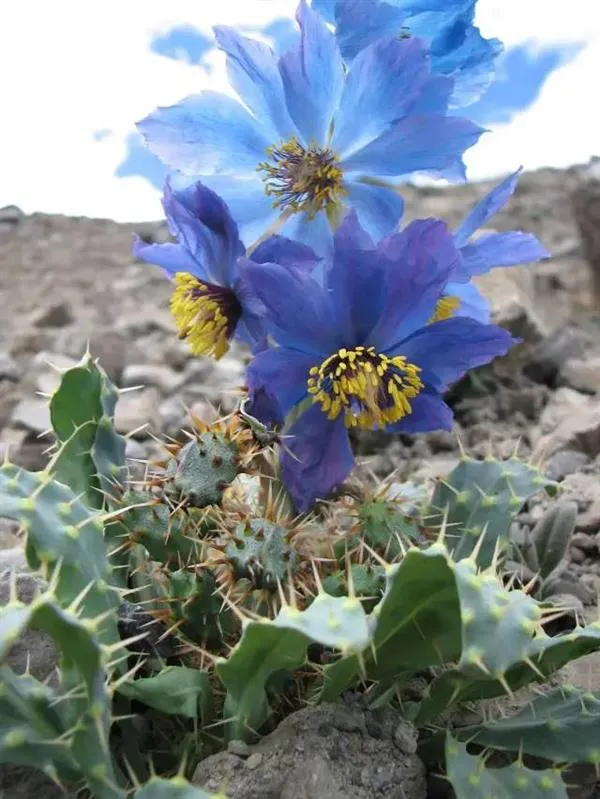 一朵小花 为何让科学家为之痴迷？