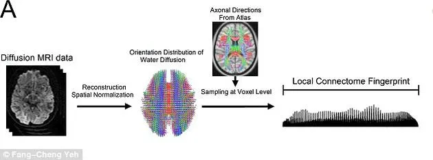 美科学家发现每个人大脑都有专属“指纹”：可精确识别身份