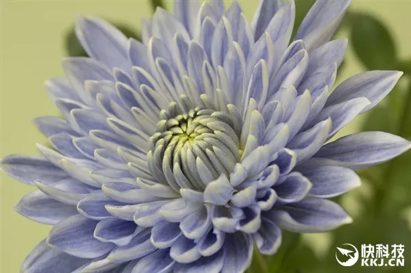 全球首株蓝色菊花在日本诞生！被惊艳到了