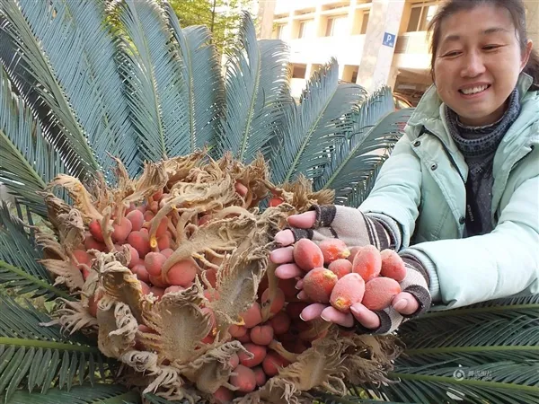 “活化石”铁树开花结果似鸟巢：千载难逢