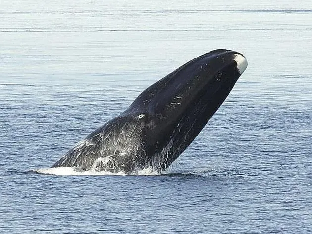 海洋管虫：地球长寿生物之一寿命可达300年