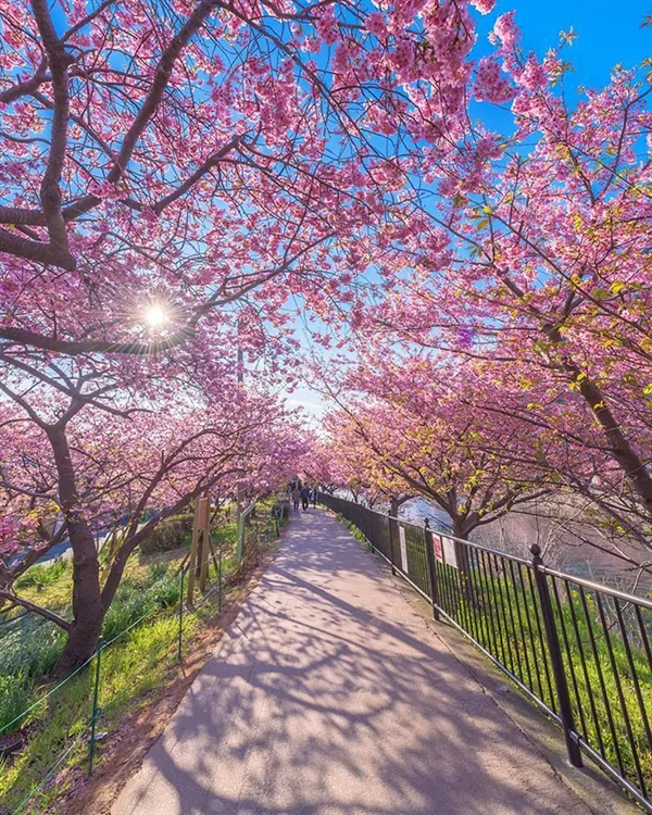 日本第一波樱花绽放：粉红花海梦幻壮观