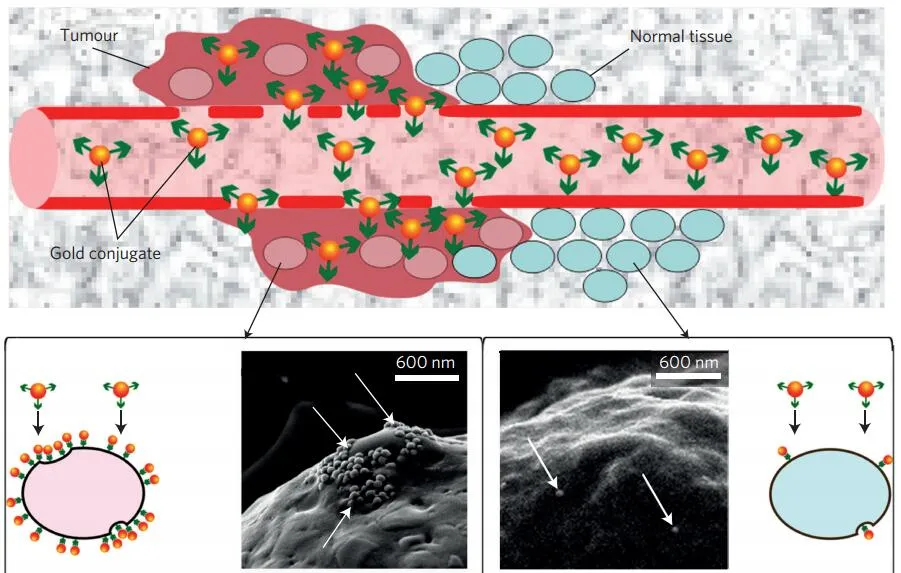 漂亮！新型纳米材料定向爆破癌细胞