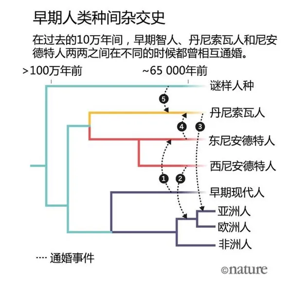 人类杂交史：尼安德特人和智人到底有没有后代？