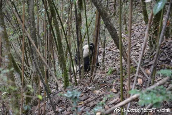 首批放生大熊猫“和盛”确认死亡：遭不明动物攻击