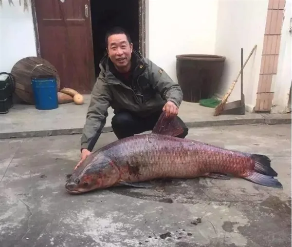 男子鱼塘钓出104斤巨型大鱼 网友看呆：已成精