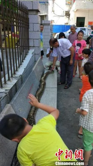 六旬老人与大蟒蛇同吃同住：情如亲人