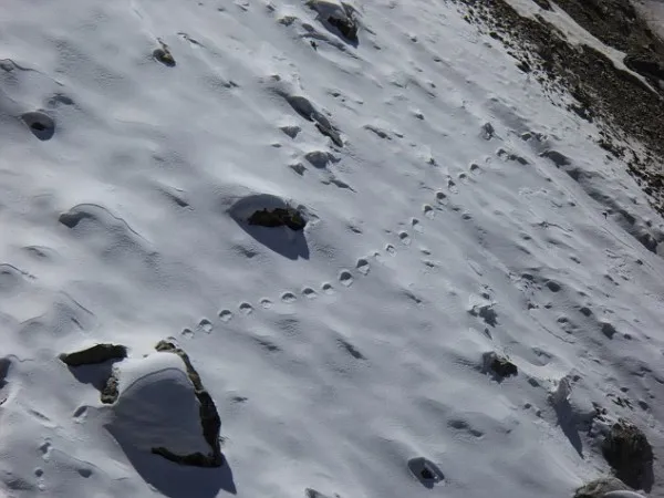 喜马拉雅山现神秘踪迹 被猜是“雪人”足迹