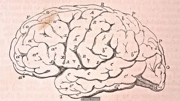 人类智力未必如想象中独特：少数几种动物或有自我意识