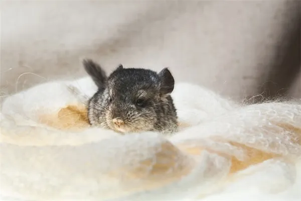 有图为证 龙猫绝对是最可爱的生物之一