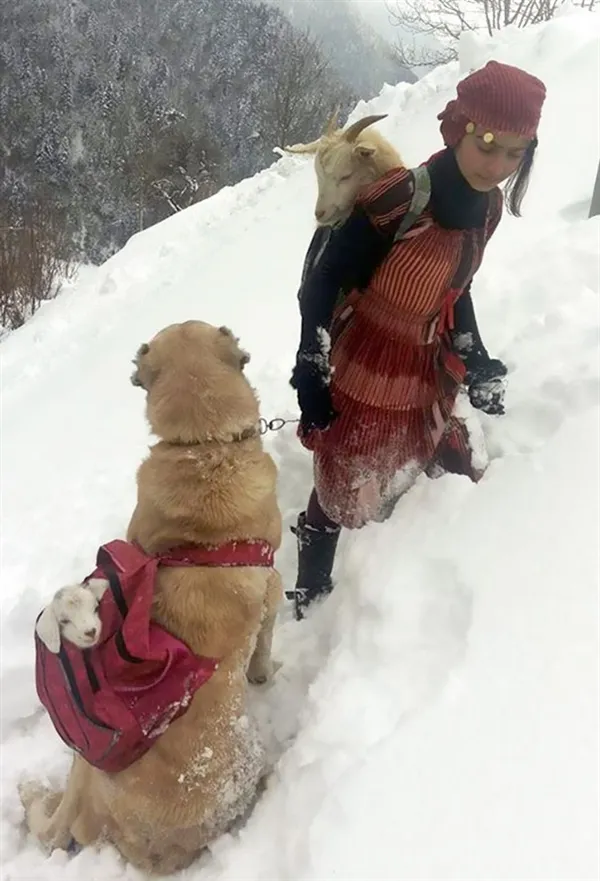 11岁女孩和狗狗风雪中救了一对山羊母子 画面太暖