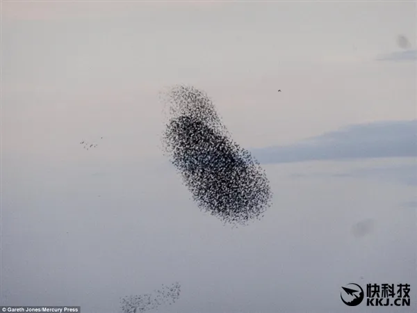 罕见一幕：上千只鸟聚集构成“鸟头”图案