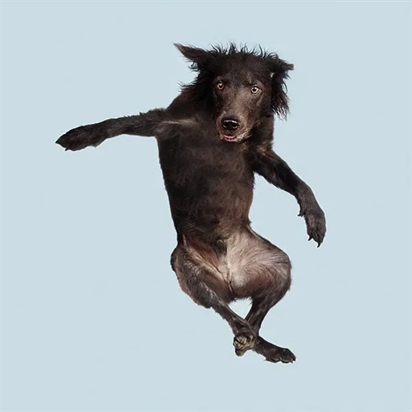 摄影师拍狗狗跳起时的表情二哈果然最魔性