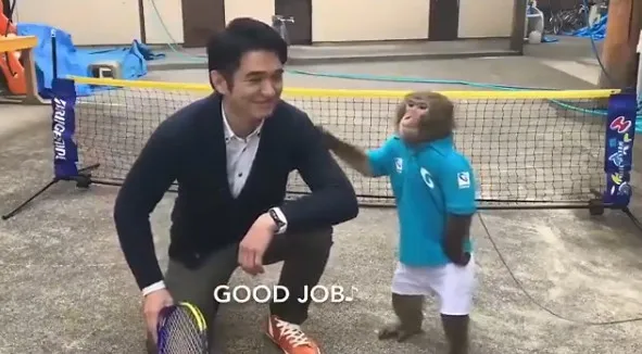 日本6岁猴子打网球走红：一颗冉冉升起的运动新星