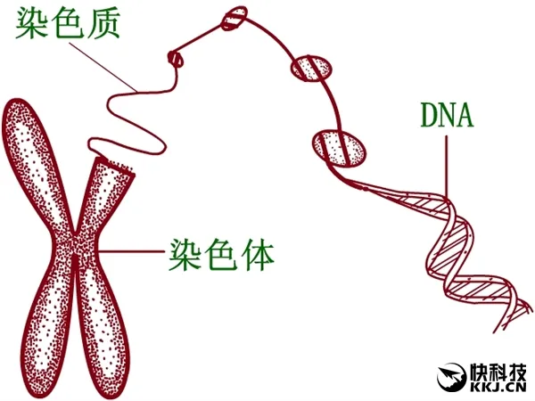 我国发现一例特殊染色体核型：世界首报