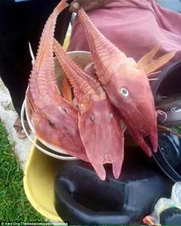 福岛变异的鱼虾图片