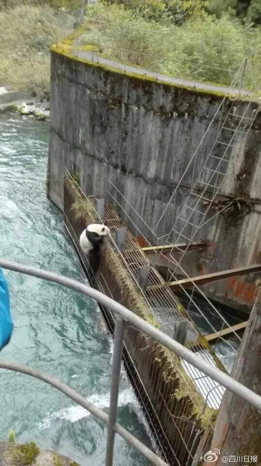 熊脸丢尽！调皮大熊猫试图穿越水电站不慎落水