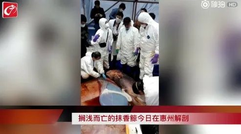 世界首次！搁浅大亚湾抹香鲸被解剖：肚内发现鲸鱼宝宝