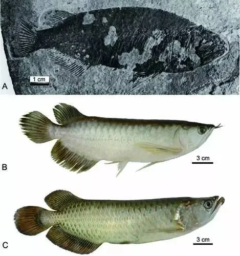 我国首次发现保存完美的金龙鱼化石